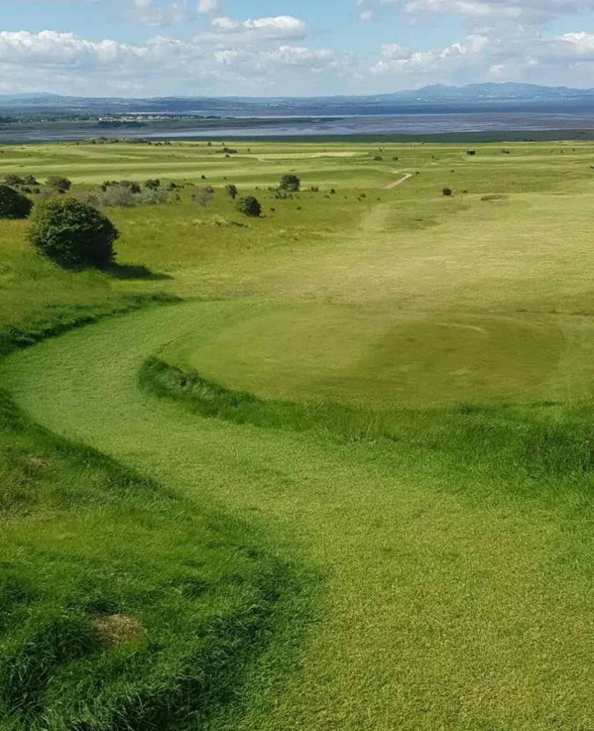 County Hybrid 22 Grass