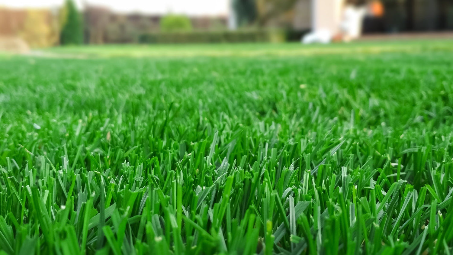 Fringe & Lawn Turf