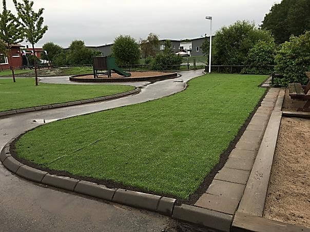 County Hybrid 32 Grass